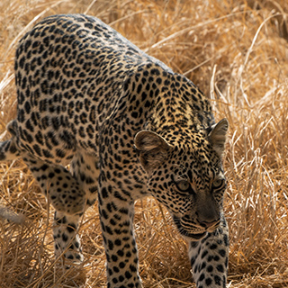 Samburu - Young leopard